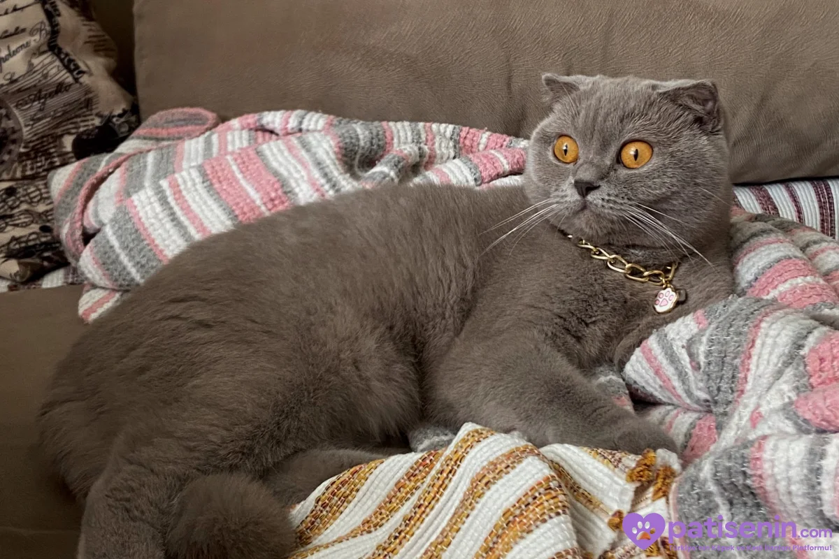 Safkan Scottish Fold Dişi Lilac 7