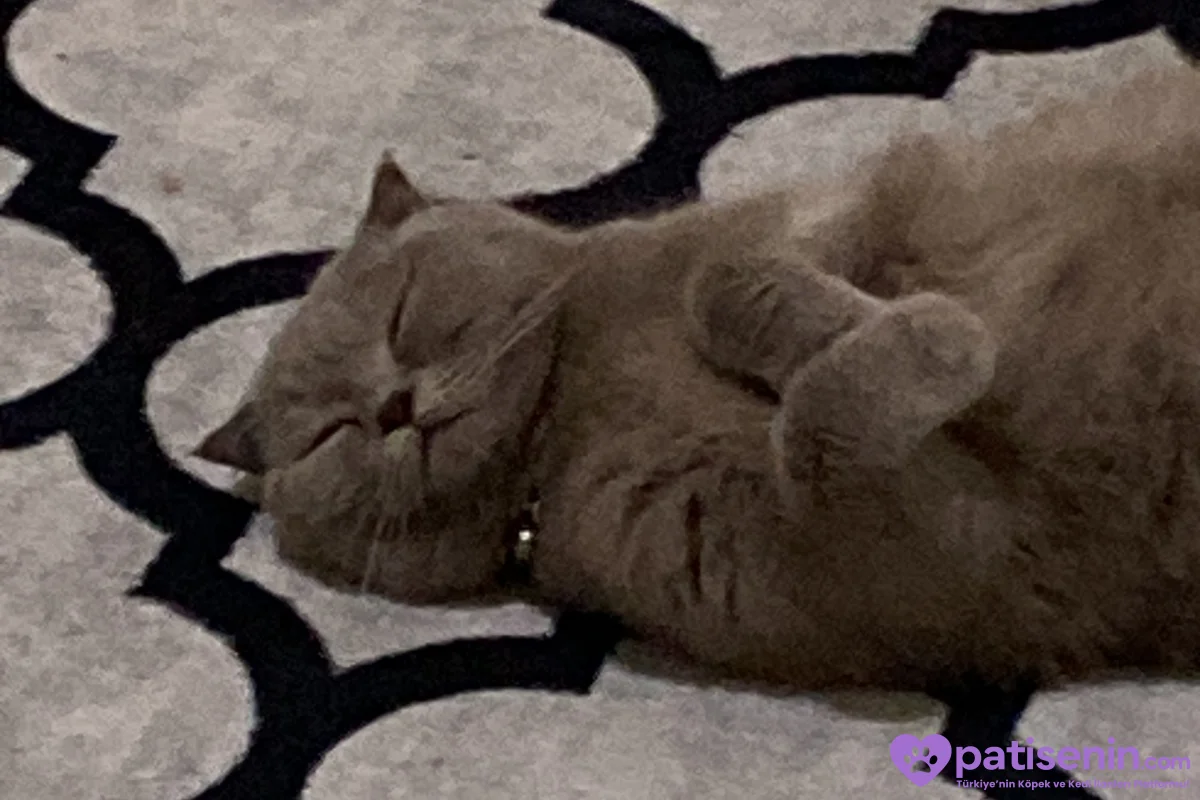 Safkan Scottish Fold Dişi Lilac 6