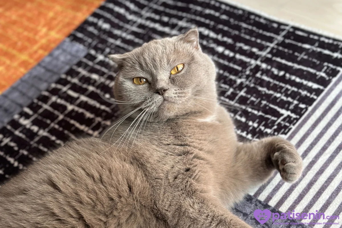 Safkan Scottish Fold Dişi Lilac 3