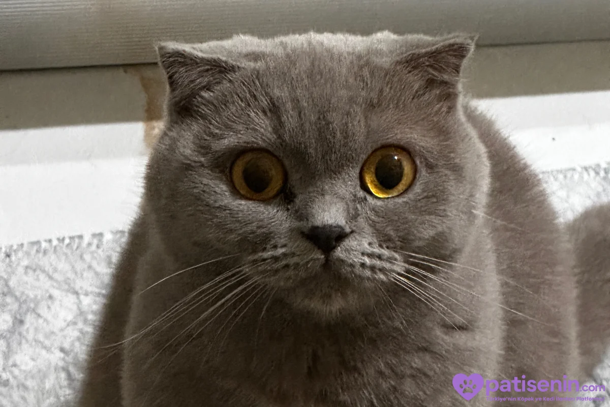 Safkan Scottish Fold Dişi Lilac 1