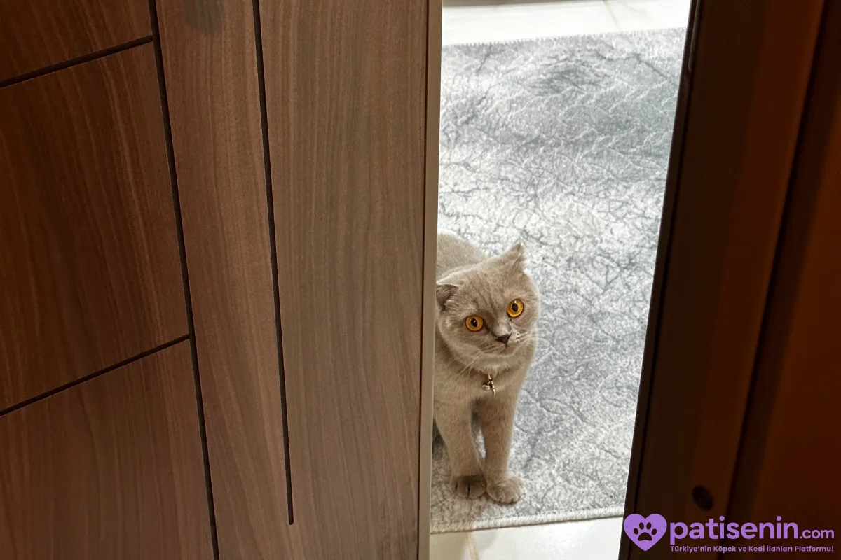 Safkan Scottish Fold Dişi Lilac 5