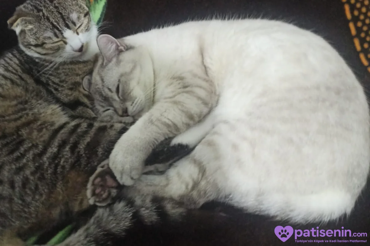 1 yaşında Britihs shorthair 3