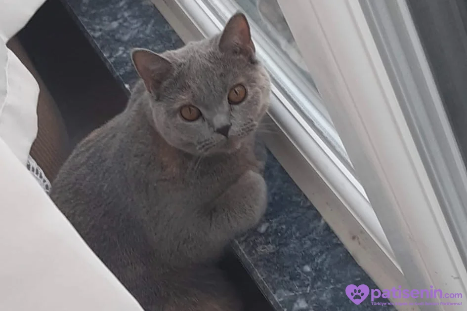 4 yaşında british shorthair 3