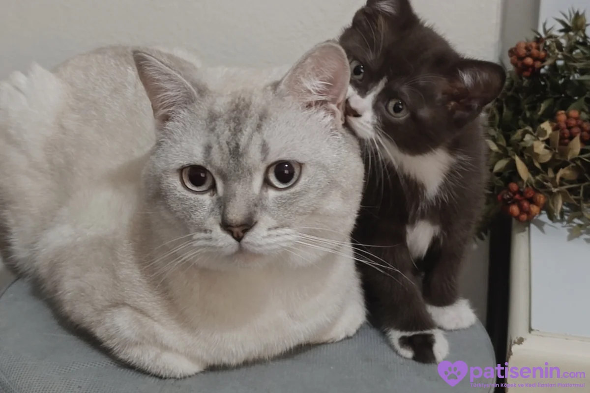 1 yaşında Britihs shorthair 1