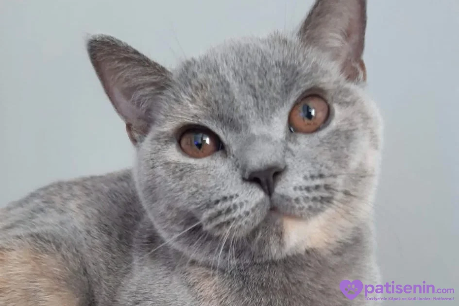 4 yaşında british shorthair 4