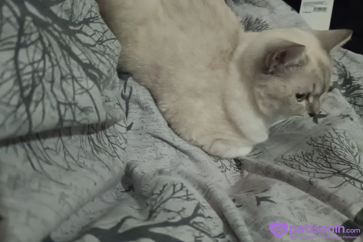 1 yaşında Britihs shorthair 4