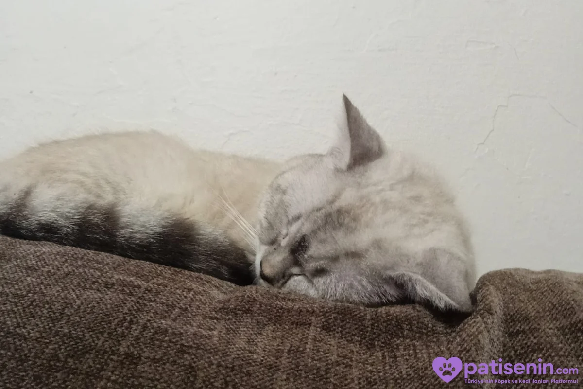1 yaşında Britihs shorthair 2