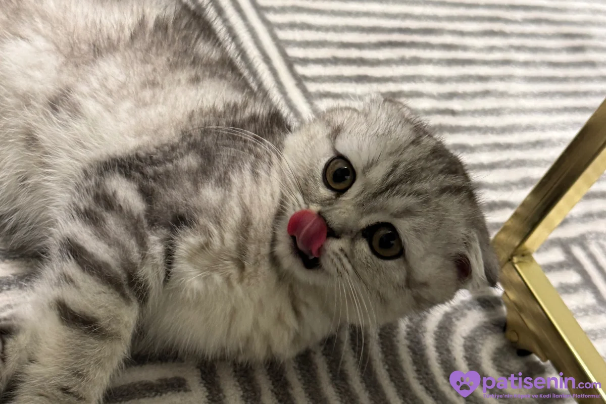 Sevimli British Shorthair Kedimiz 1