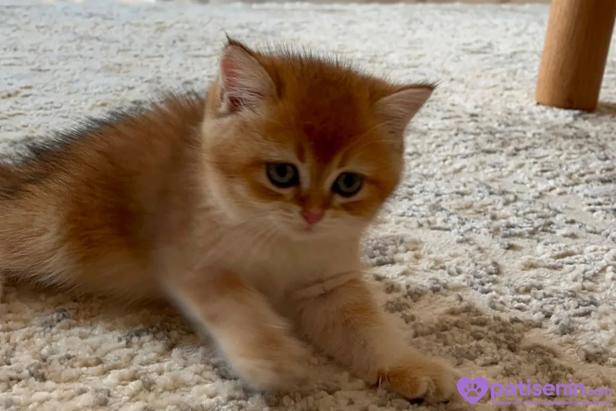 British short hair golden 1