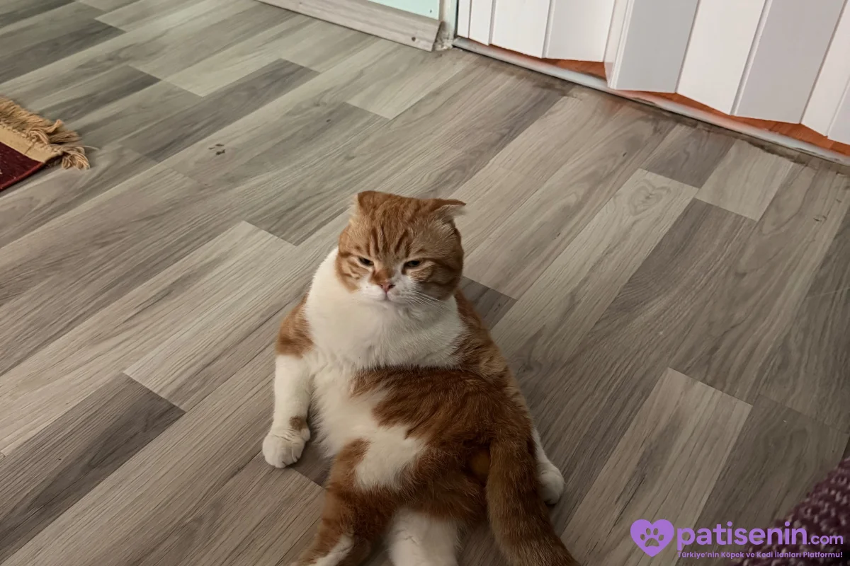Sevimli Scottish Fold Yavrumuz 1