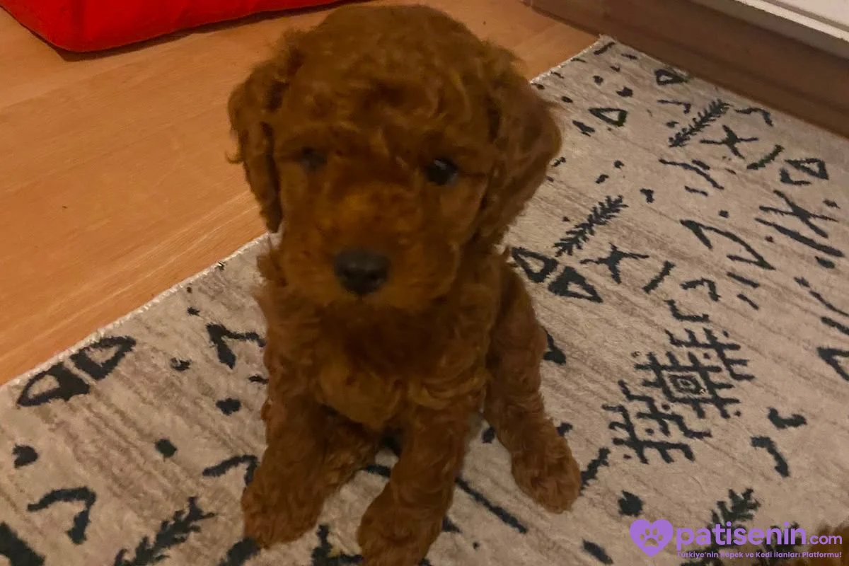 Sağlıklı, 1 buçuk aylık erkek poodle yavruları 1