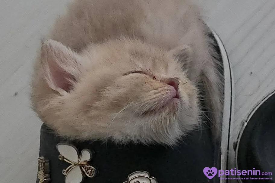 1 buçuk aylık British shorthair dişi kedi 3