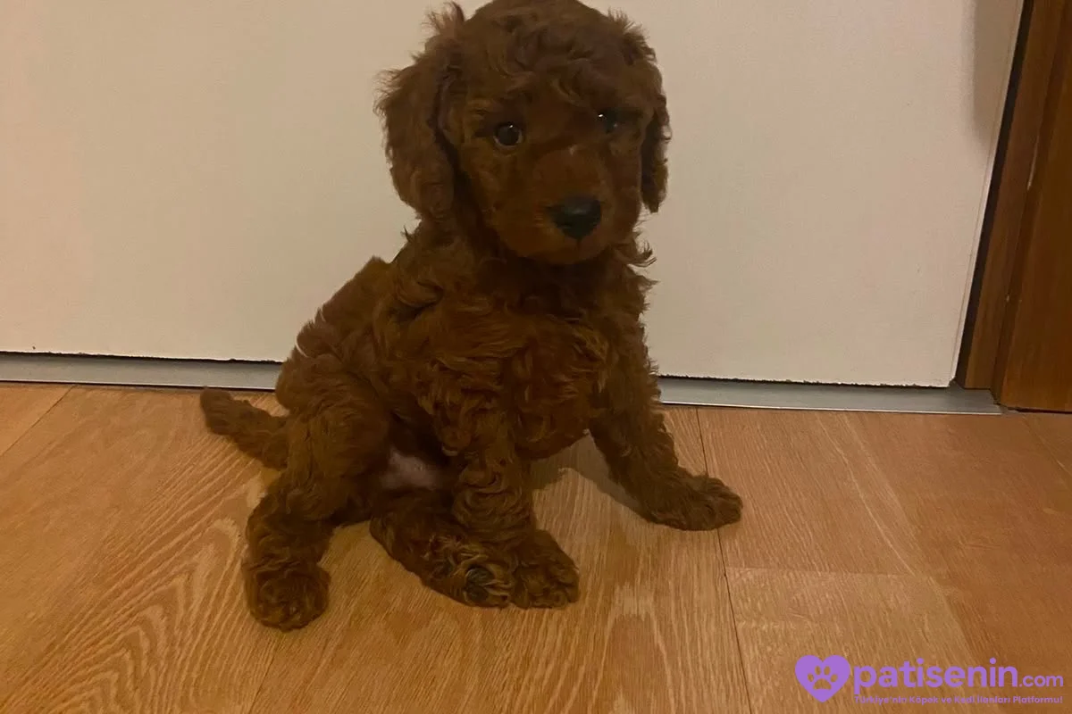 Sağlıklı, 1 buçuk aylık erkek poodle yavruları 2