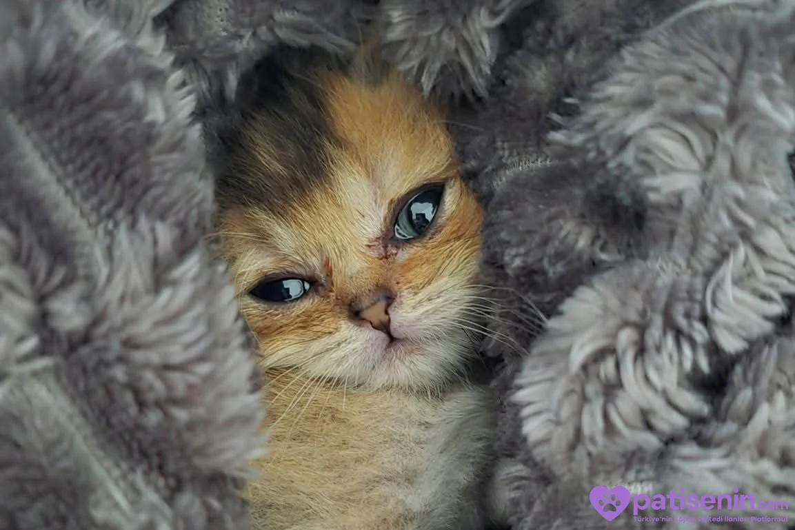 1 buçuk aylık British shorthair dişi kedi 4