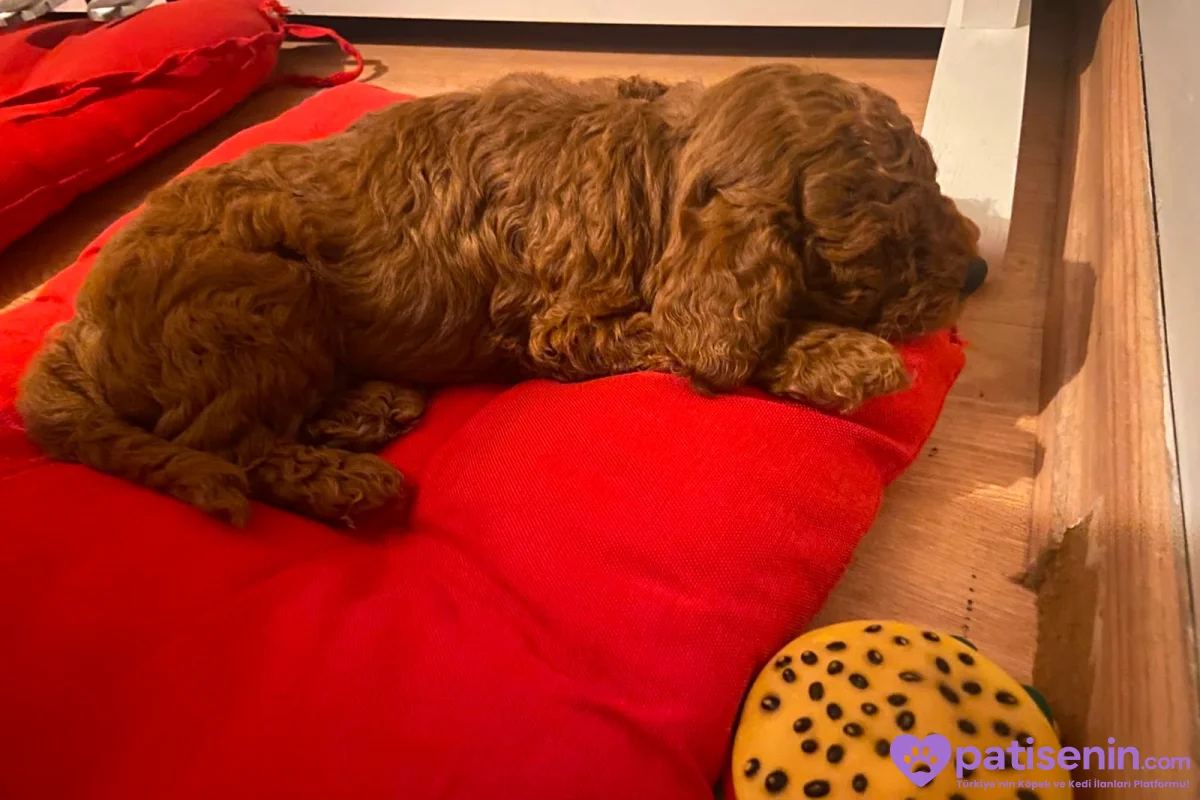 Sağlıklı, 1 buçuk aylık erkek poodle yavruları 3