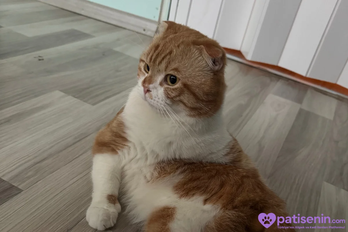 Sevimli Scottish Fold Yavrumuz 2
