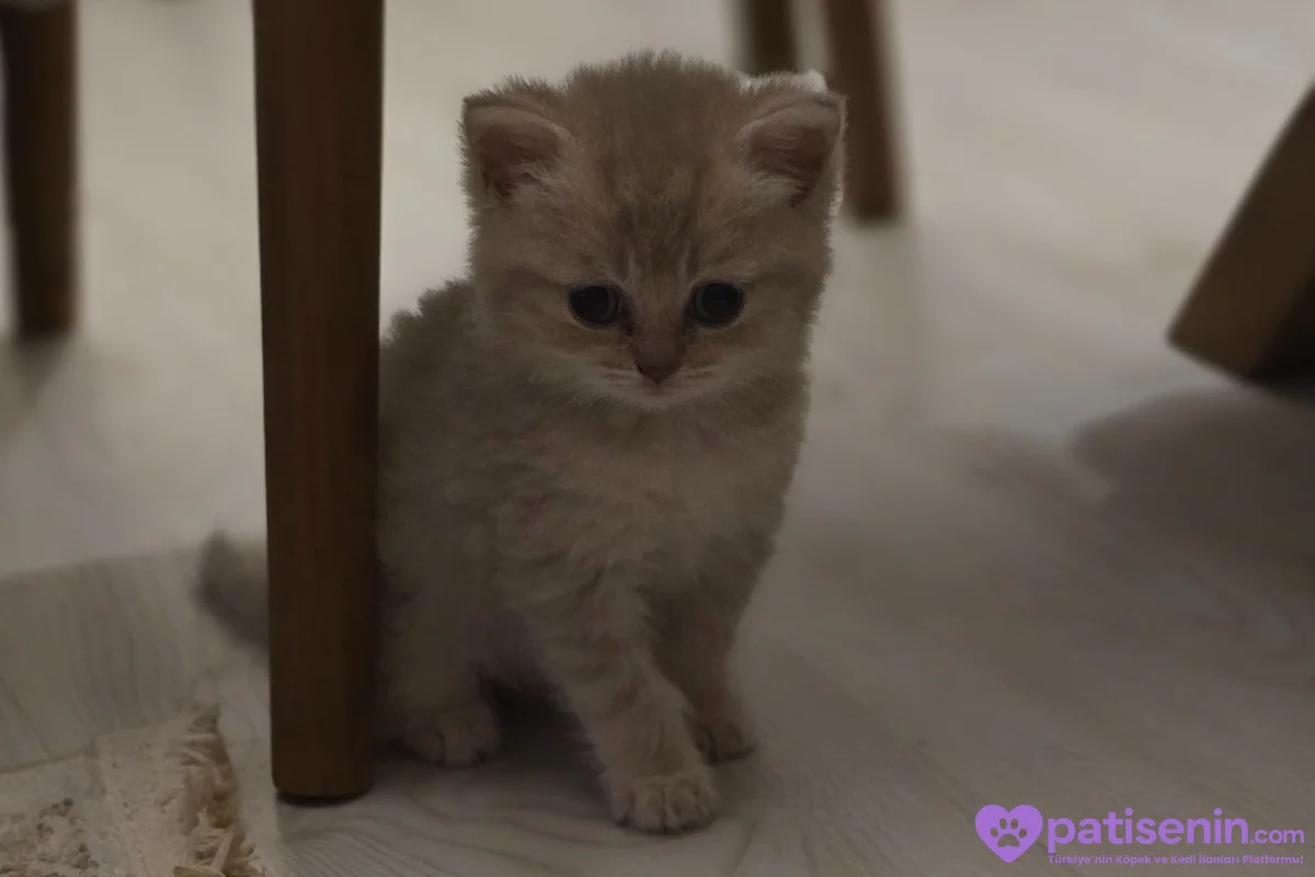 1 buçuk aylık British shorthair dişi kedi 1