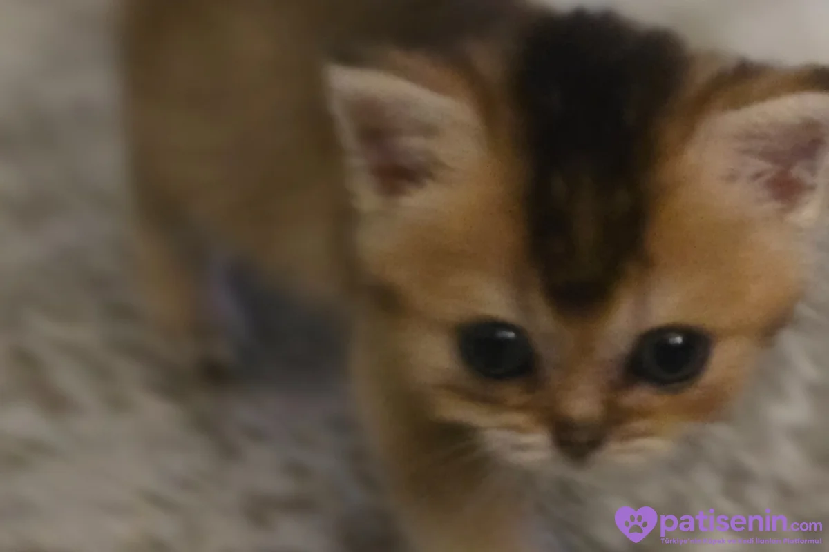1 buçuk aylık British shorthair dişi kedi 2