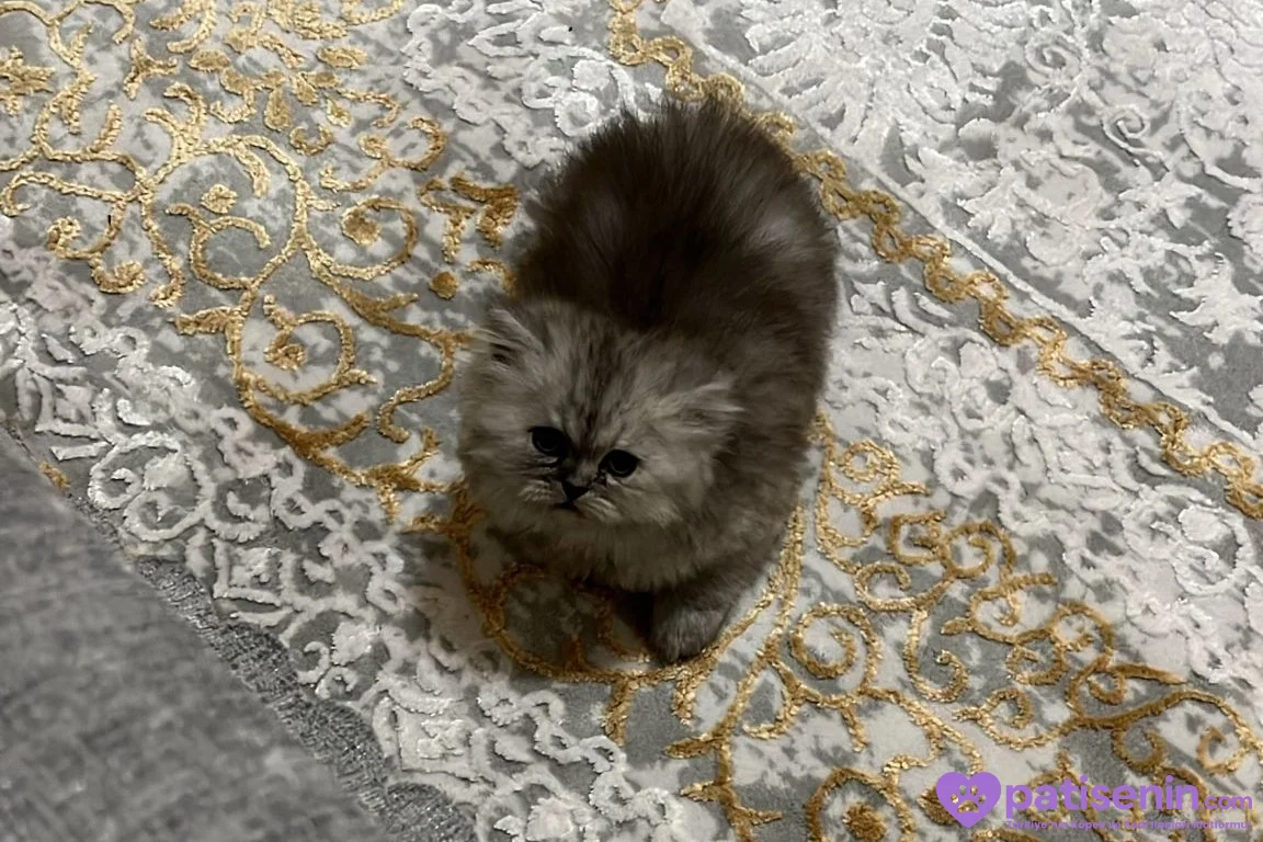 2 aylık yavru chincilla 1