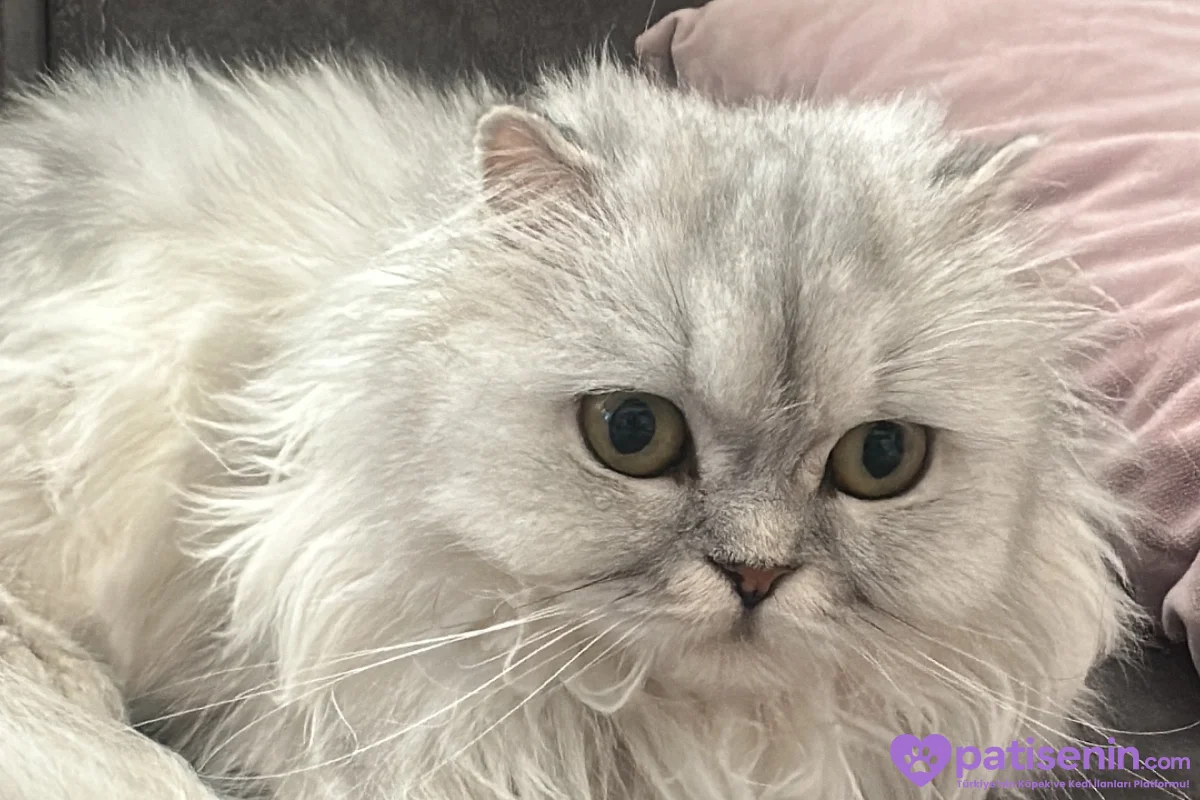 Scottish fold longhair 2