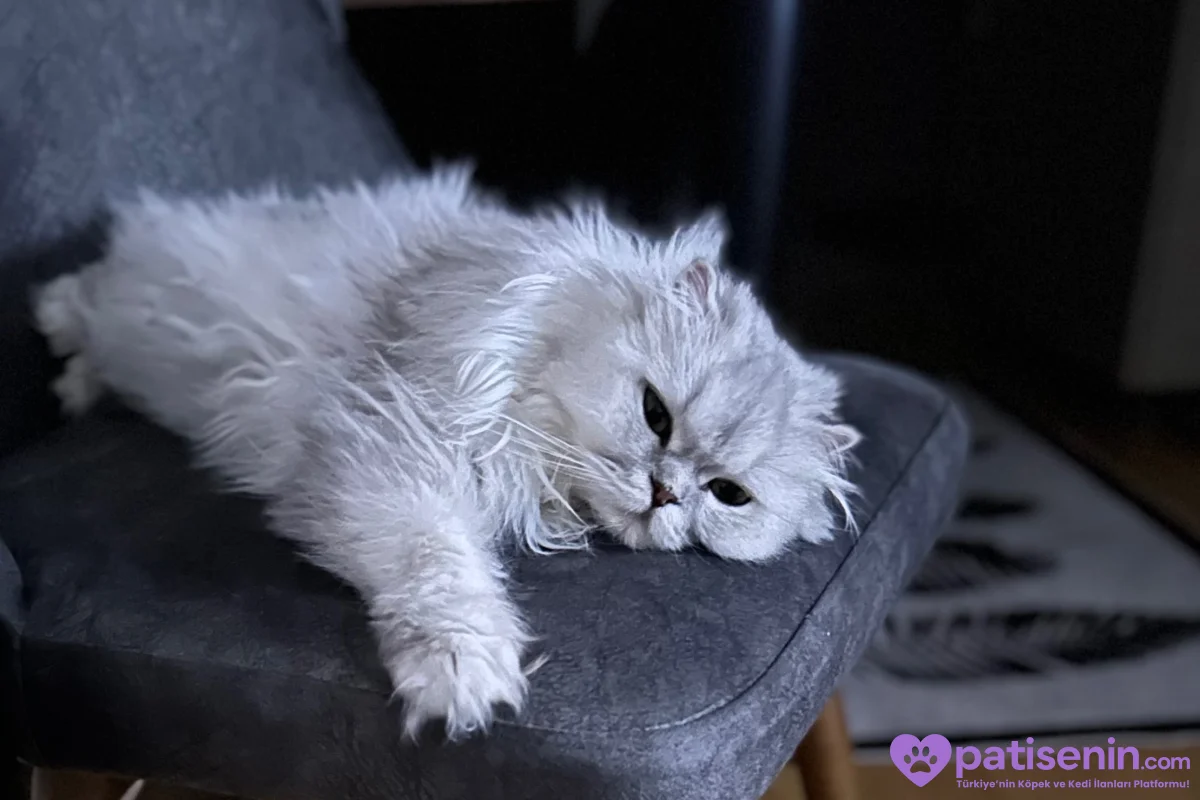 Scottish fold longhair 3