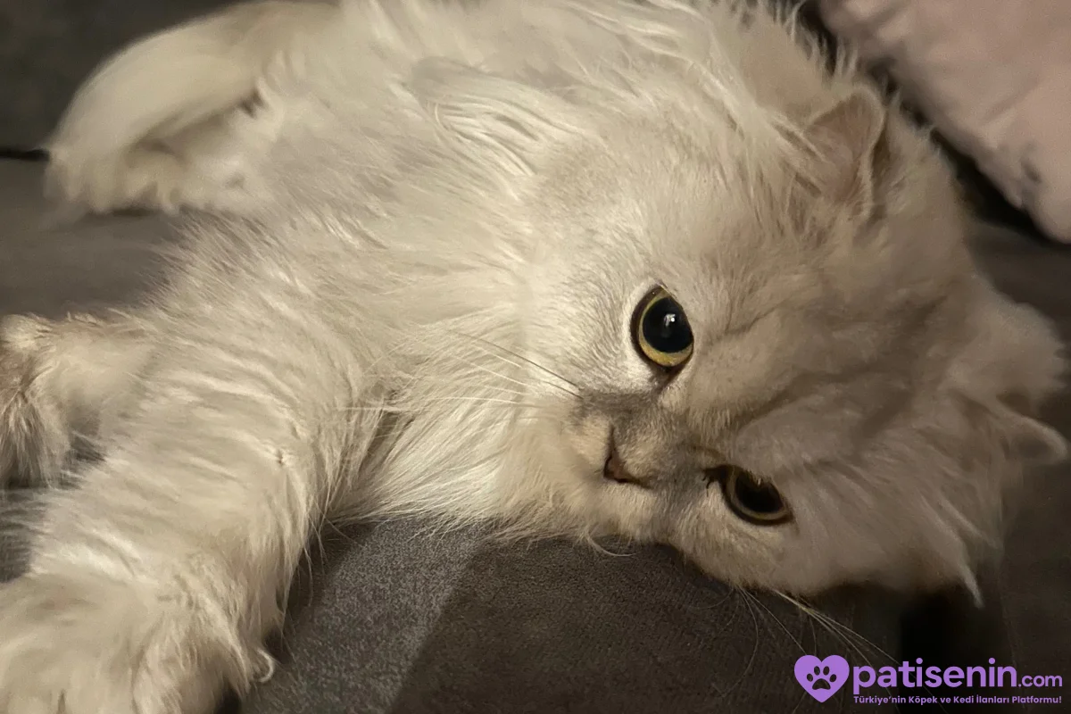 Scottish fold longhair 1