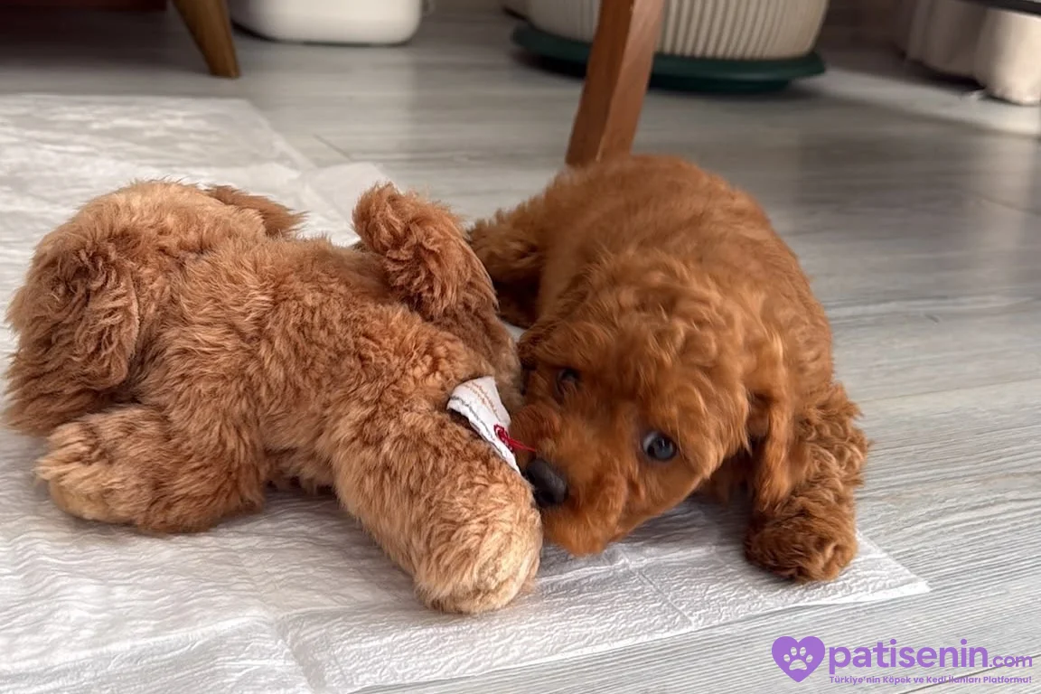 3 aylık poodle 3