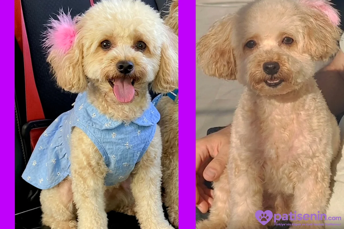 DİŞİ TOY POODLE 2 YAŞINDA 1