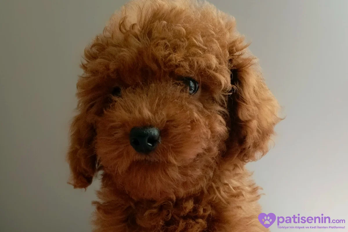 Veteriner teknikerinden ev doğumlu Toy Poodle baba sahibi KDF kayıtlı 1