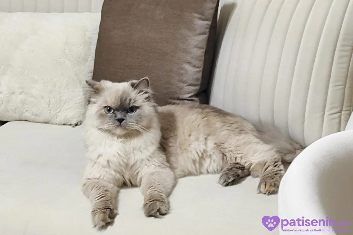 Kedi persian 1