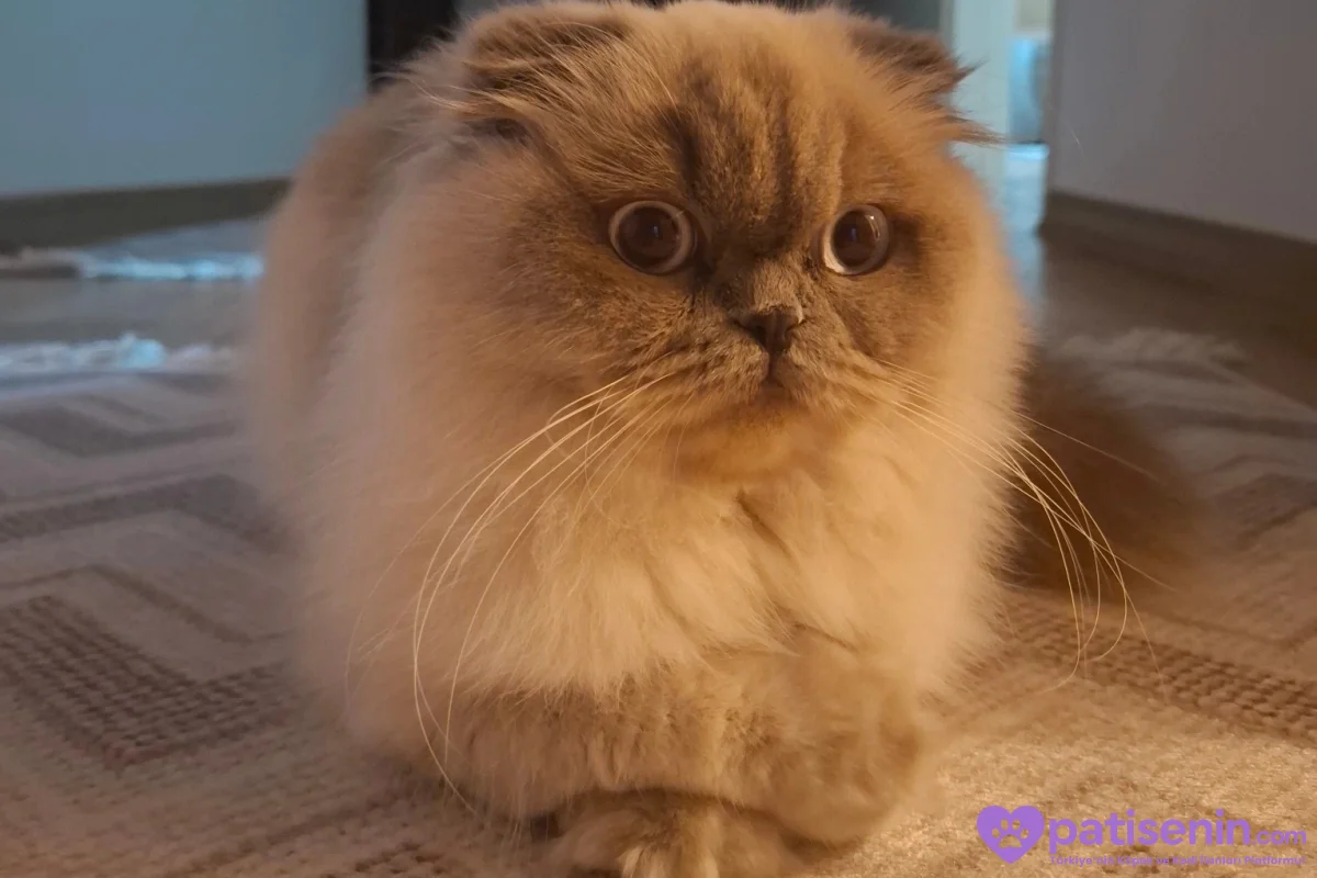 9 aylık scottish fold kedimize yuva arıyoruz. 2
