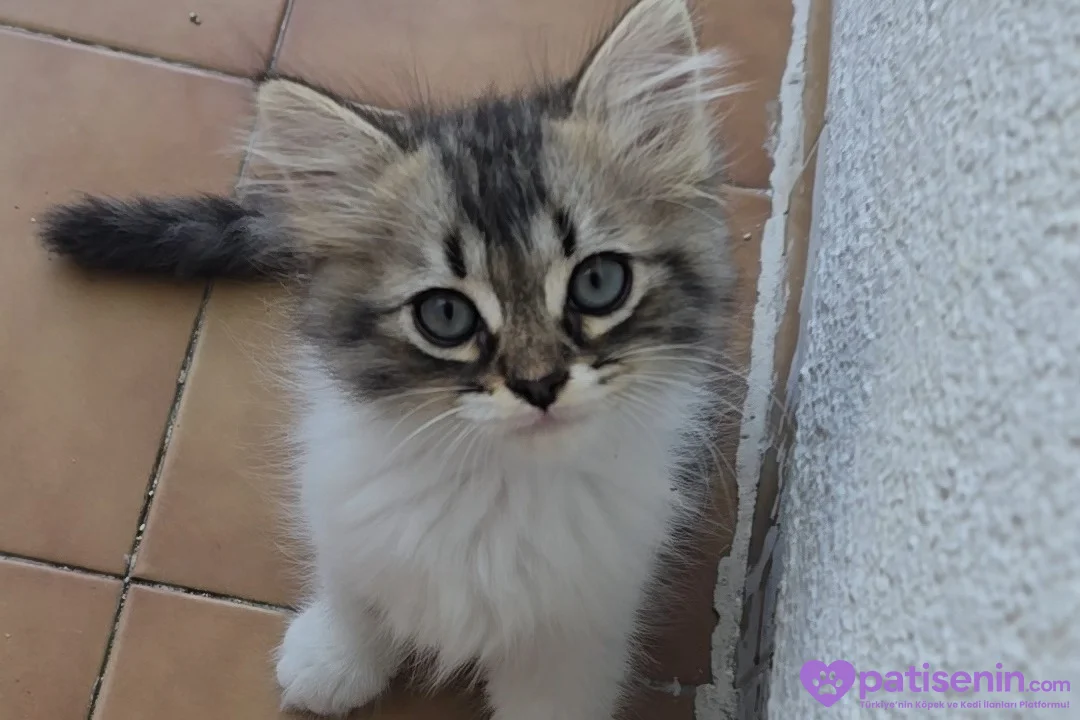 Çok iyi sağlık durumu mama ve yas mama cok sever haşlanmış yumurta yer 4
