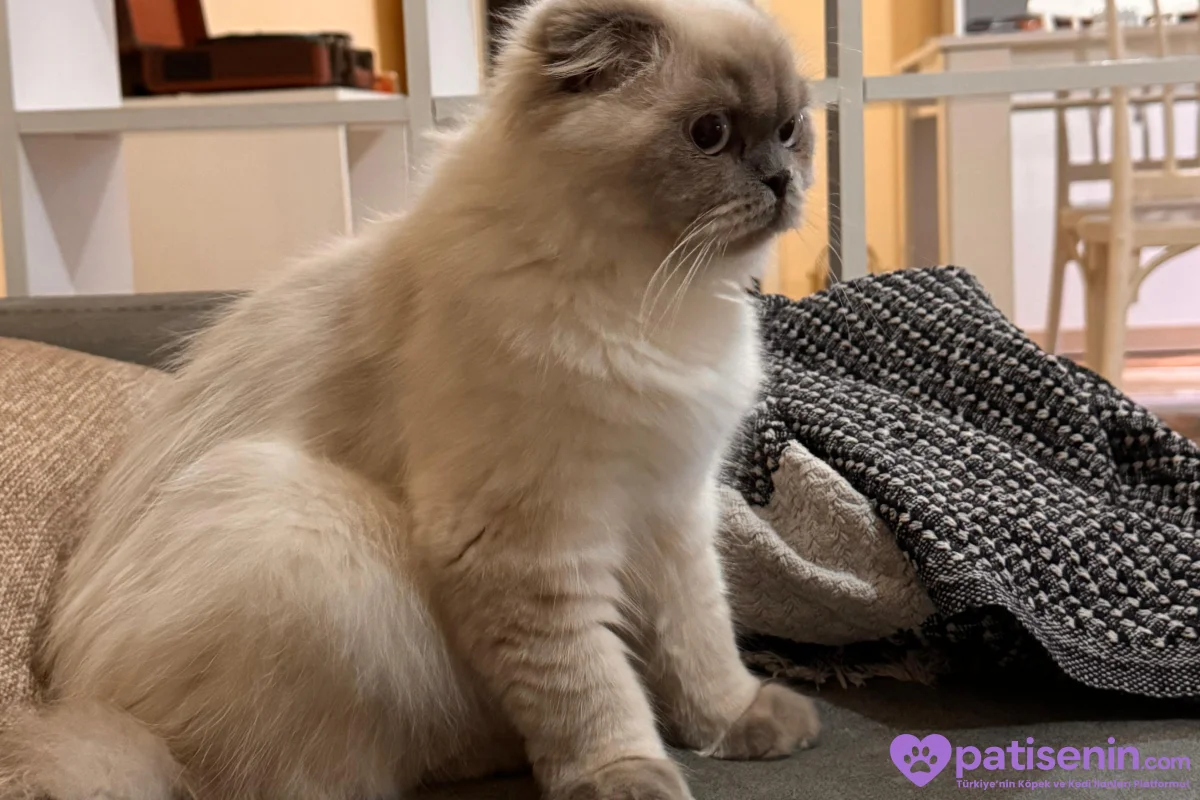 9 aylık scottish fold kedimize yuva arıyoruz. 1