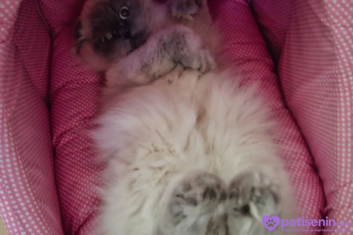 9 aylık scottish fold kedimize yuva arıyoruz. 3