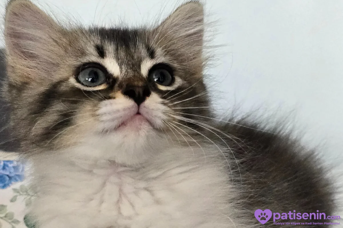 Çok iyi sağlık durumu mama ve yas mama cok sever haşlanmış yumurta yer 3