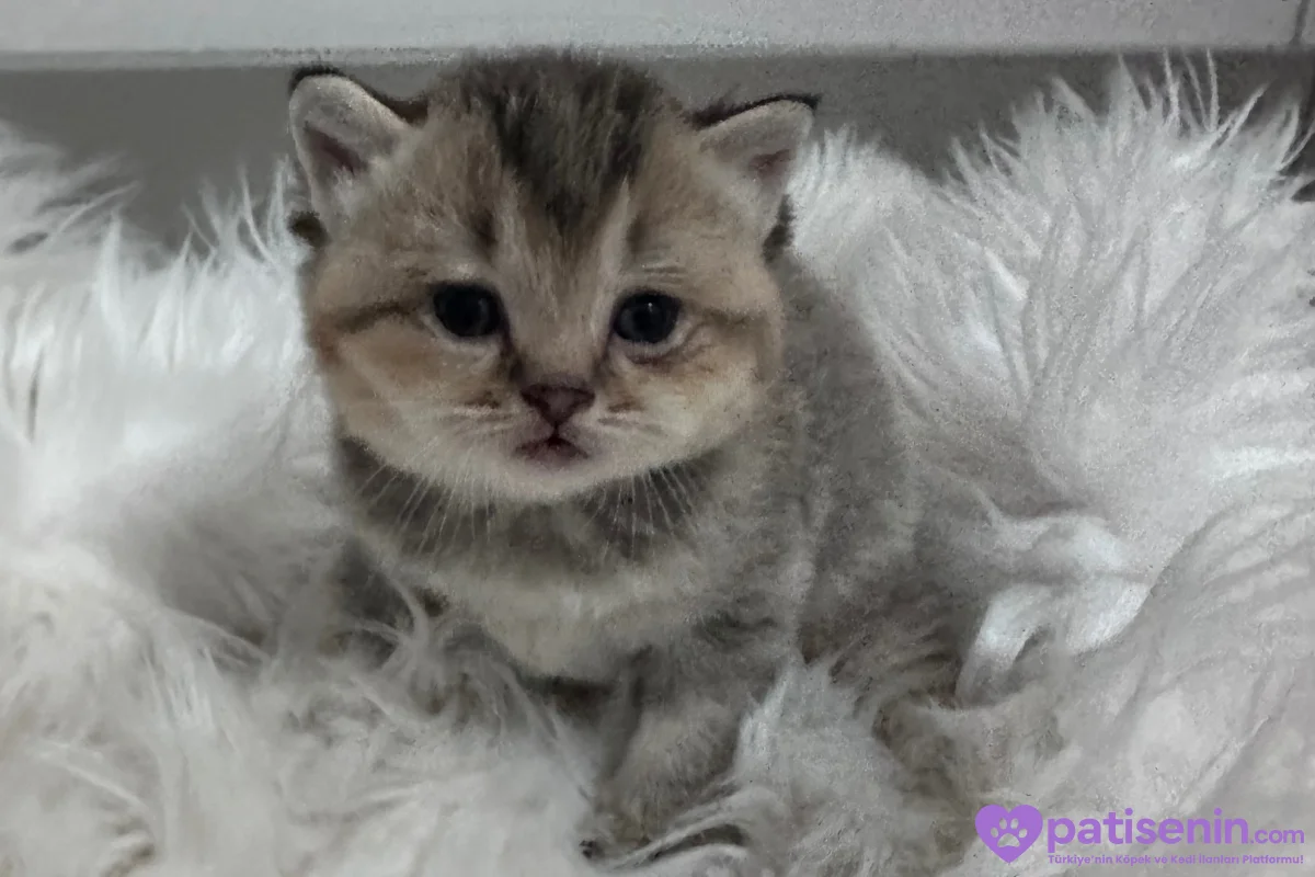 Golden brtish shorthair ozel yavrumuz 1