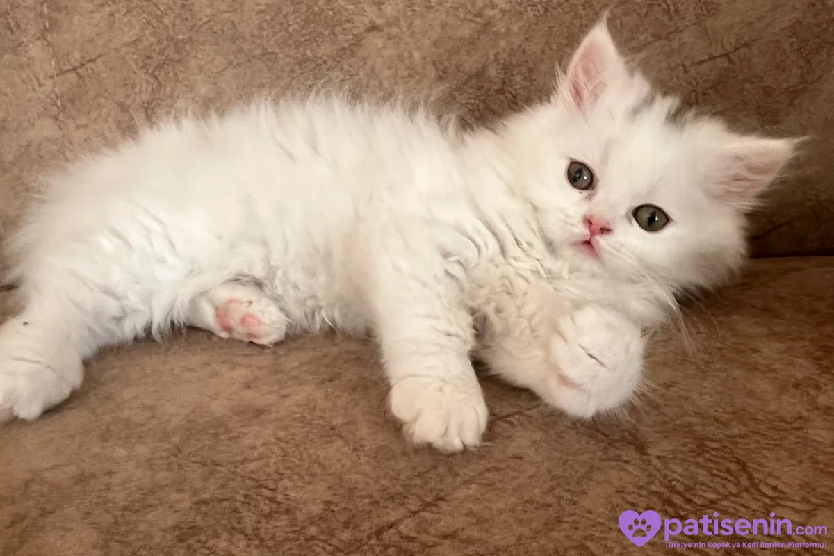 3 aylık erkek british longhair 2