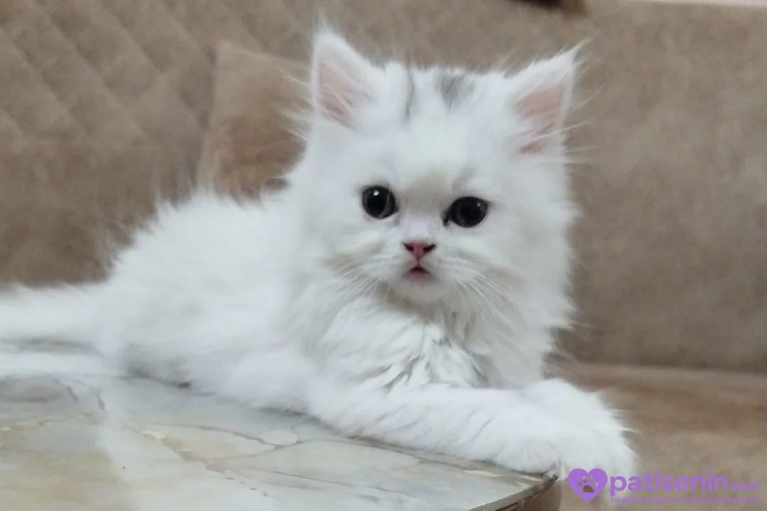 3 aylık erkek british longhair 1