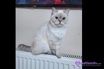 PAMUK ŞEKERLERİM🥰🍭 4