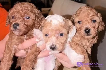 TOY POODLE DİŞİ 3
