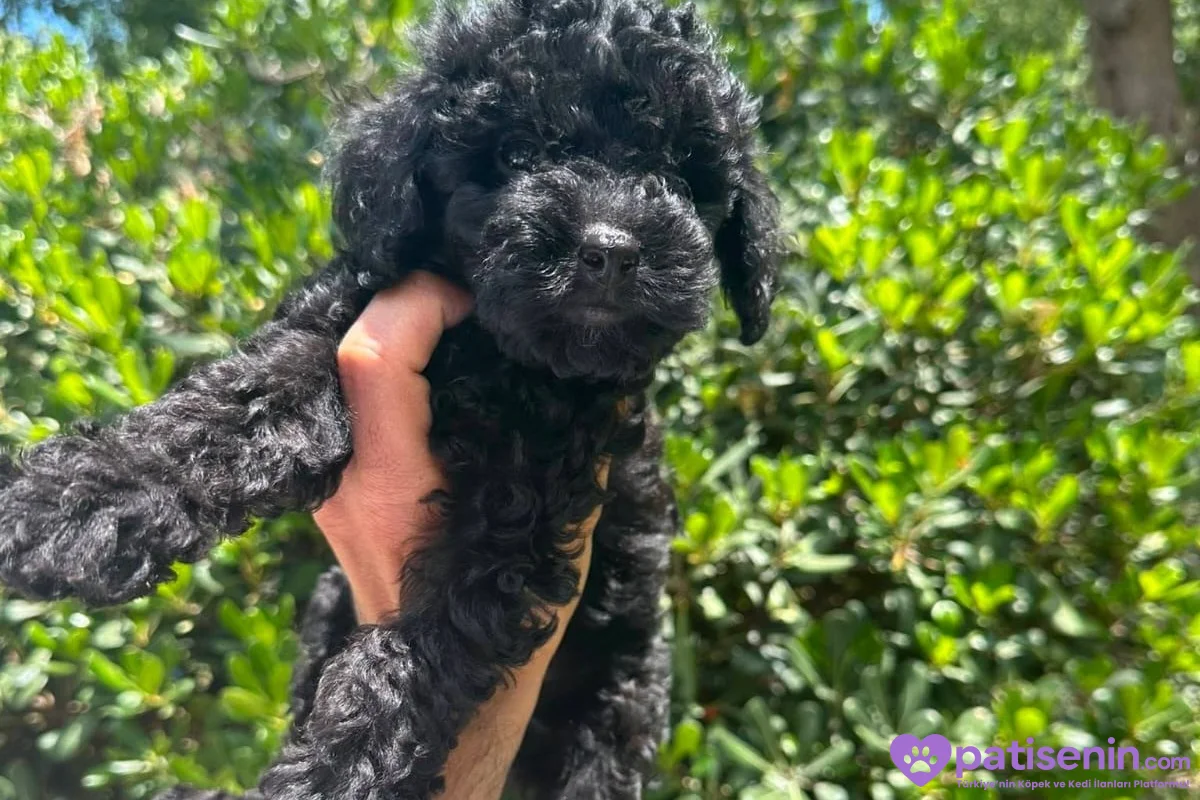2.5 aylık Safkan Toy poodle oglumuz 1