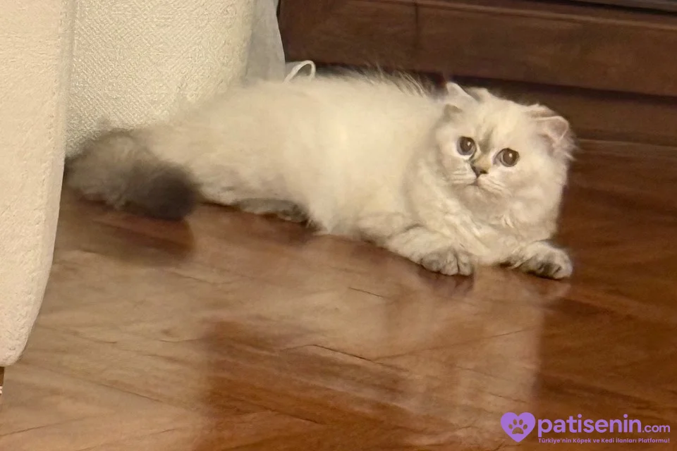 Dişi British ShortHair 1