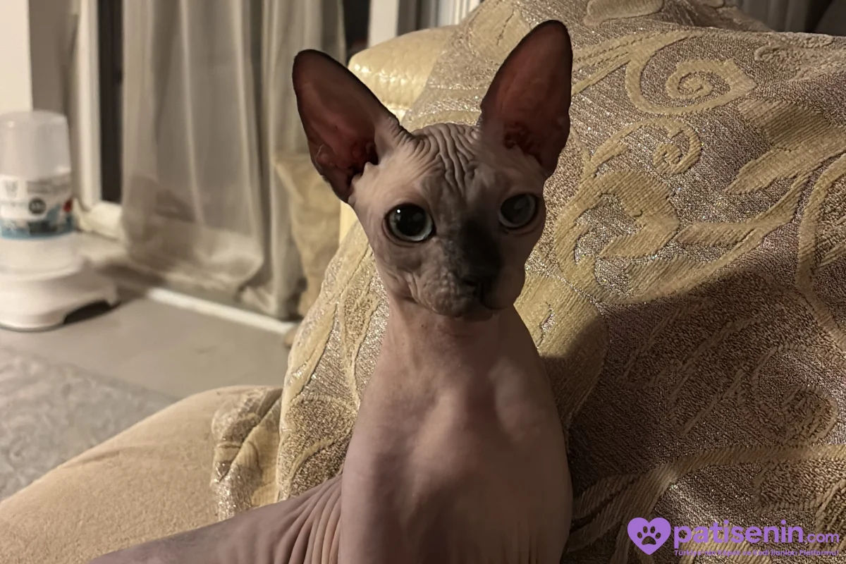 Oyuncu Sphynx Kedimiz Çok Sevecen 2