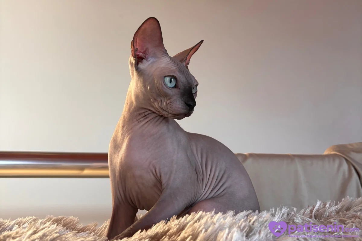 Oyuncu Sphynx Kedimiz Çok Sevecen 1