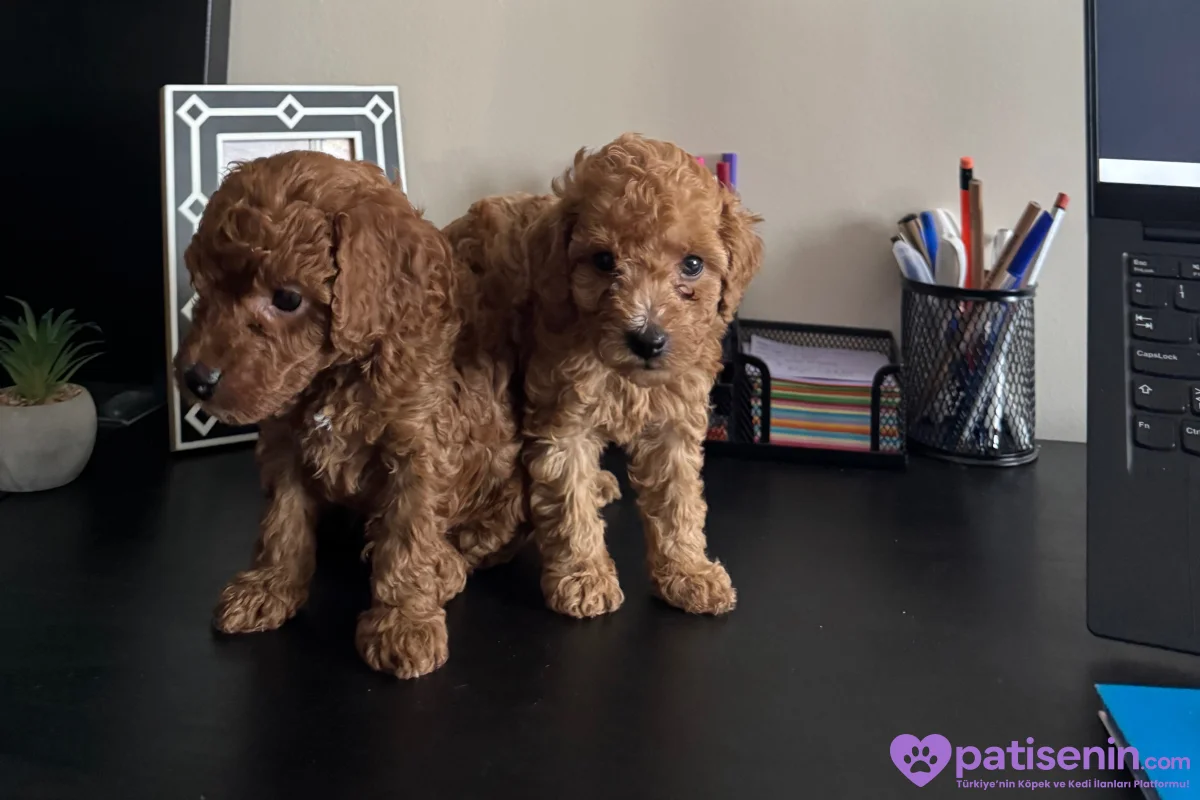 TOY POODLE DİŞİ 6
