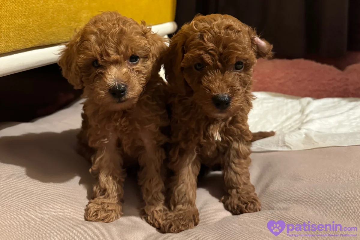 TOY POODLE DİŞİ 4