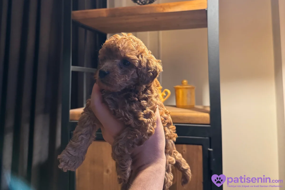TOY POODLE DİŞİ 7