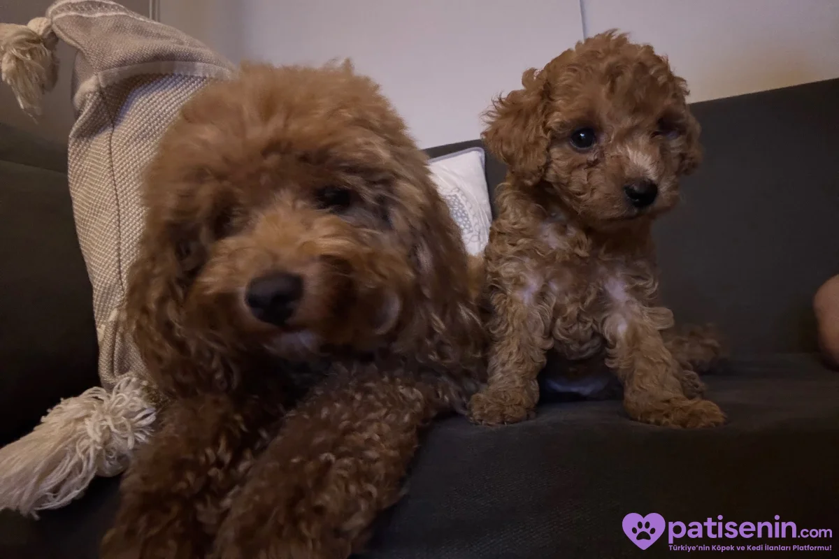 TOY POODLE DİŞİ 5
