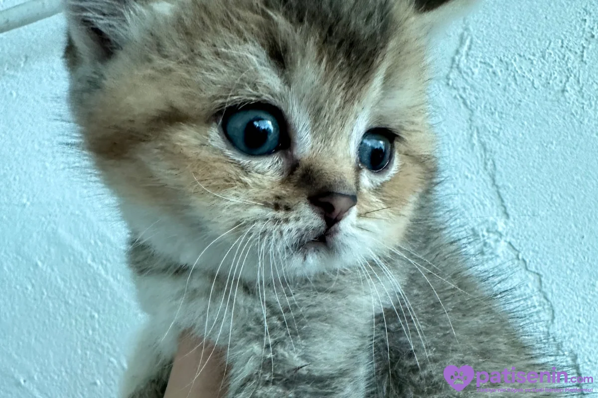 Golden brtish shorthair ozel yavrumuz 2