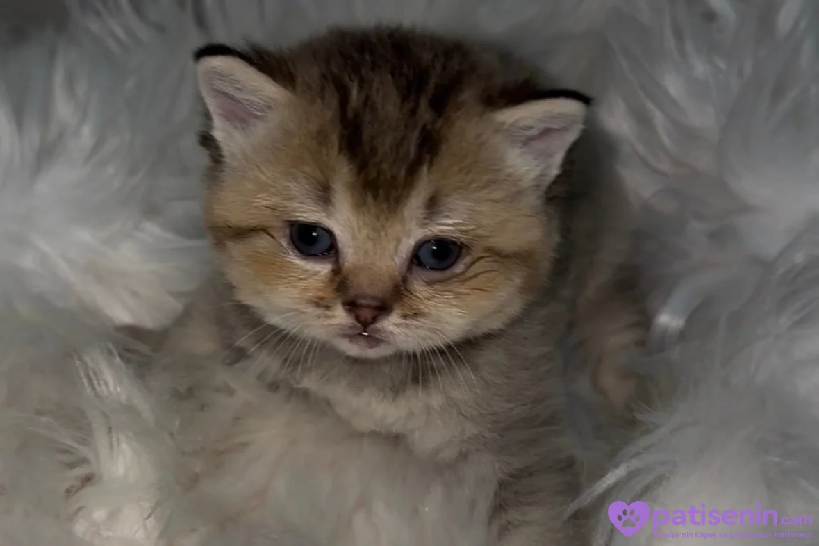 Golden brtish shorthair ozel yavrumuz 3